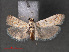  (Ancylosis sp. ABX9746 - RMNH.INS.544150)  @12 [ ] CreativeCommons - Attribution Non-Commercial Share-Alike (2012) Unspecified Naturalis, Biodiversity Centre