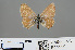  (Azanus sp. ABX9517 - RMNH.INS.544192)  @12 [ ] CreativeCommons - Attribution Non-Commercial Share-Alike (2012) Unspecified Naturalis, Biodiversity Centre