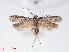  ( - RMNH.INS.548464)  @13 [ ] CreativeCommons - Attribution Non-Commercial Share-Alike (2012) Unspecified Naturalis, Biodiversity Centre