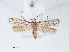  ( - RMNH.INS.548465)  @11 [ ] CreativeCommons - Attribution Non-Commercial Share-Alike (2012) Unspecified Naturalis, Biodiversity Centre