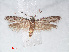  ( - RMNH.INS.548468)  @12 [ ] CreativeCommons - Attribution Non-Commercial Share-Alike (2012) Unspecified Naturalis, Biodiversity Centre