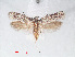  ( - RMNH.INS.548469)  @11 [ ] CreativeCommons - Attribution Non-Commercial Share-Alike (2012) Unspecified Naturalis, Biodiversity Centre