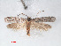  ( - RMNH.INS.548470)  @13 [ ] CreativeCommons - Attribution Non-Commercial Share-Alike (2012) Unspecified Naturalis, Biodiversity Centre