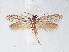  ( - RMNH.INS.548471)  @13 [ ] CreativeCommons - Attribution Non-Commercial Share-Alike (2012) Unspecified Naturalis, Biodiversity Centre