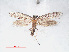  ( - RMNH.INS.548473)  @11 [ ] CreativeCommons - Attribution Non-Commercial Share-Alike (2012) Unspecified Naturalis, Biodiversity Centre