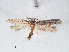  ( - RMNH.INS.548474)  @11 [ ] CreativeCommons - Attribution Non-Commercial Share-Alike (2012) Unspecified Naturalis, Biodiversity Centre