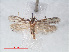  ( - RMNH.INS.548475)  @11 [ ] CreativeCommons - Attribution Non-Commercial Share-Alike (2012) Unspecified Naturalis, Biodiversity Centre
