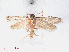  ( - RMNH.INS.548476)  @12 [ ] CreativeCommons - Attribution Non-Commercial Share-Alike (2012) Unspecified Naturalis, Biodiversity Centre