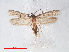  ( - RMNH.INS.548477)  @12 [ ] CreativeCommons - Attribution Non-Commercial Share-Alike (2012) Unspecified Naturalis, Biodiversity Centre