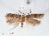  ( - RMNH.INS.548478)  @11 [ ] CreativeCommons - Attribution Non-Commercial Share-Alike (2012) Unspecified Naturalis, Biodiversity Centre