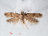 ( - RMNH.INS.548479)  @11 [ ] CreativeCommons - Attribution Non-Commercial Share-Alike (2012) Unspecified Naturalis, Biodiversity Centre