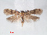  ( - RMNH.INS.548480)  @11 [ ] CreativeCommons - Attribution Non-Commercial Share-Alike (2012) Unspecified Naturalis, Biodiversity Centre