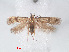  ( - RMNH.INS.548482)  @11 [ ] CreativeCommons - Attribution Non-Commercial Share-Alike (2012) Unspecified Naturalis, Biodiversity Centre