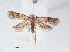  ( - RMNH.INS.548483)  @11 [ ] CreativeCommons - Attribution Non-Commercial Share-Alike (2012) Unspecified Naturalis, Biodiversity Centre