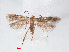  ( - RMNH.INS.548484)  @11 [ ] CreativeCommons - Attribution Non-Commercial Share-Alike (2012) Unspecified Naturalis, Biodiversity Centre