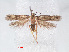  ( - RMNH.INS.548485)  @12 [ ] CreativeCommons - Attribution Non-Commercial Share-Alike (2012) Unspecified Naturalis, Biodiversity Centre
