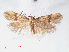  ( - RMNH.INS.548489)  @11 [ ] CreativeCommons - Attribution Non-Commercial Share-Alike (2012) Unspecified Naturalis, Biodiversity Centre