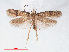  ( - RMNH.INS.548490)  @11 [ ] CreativeCommons - Attribution Non-Commercial Share-Alike (2012) Unspecified Naturalis, Biodiversity Centre
