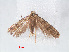  ( - RMNH.INS.548491)  @12 [ ] CreativeCommons - Attribution Non-Commercial Share-Alike (2012) Unspecified Naturalis, Biodiversity Centre