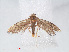  ( - RMNH.INS.548492)  @11 [ ] CreativeCommons - Attribution Non-Commercial Share-Alike (2012) Unspecified Naturalis, Biodiversity Centre