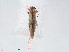  ( - RMNH.INS.548493)  @12 [ ] CreativeCommons - Attribution Non-Commercial Share-Alike (2012) Unspecified Naturalis, Biodiversity Centre