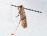  ( - RMNH.INS.548493)  @12 [ ] CreativeCommons - Attribution Non-Commercial Share-Alike (2012) Unspecified Naturalis, Biodiversity Centre