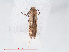  ( - RMNH.INS.548494)  @12 [ ] CreativeCommons - Attribution Non-Commercial Share-Alike (2012) Unspecified Naturalis, Biodiversity Centre