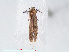  ( - RMNH.INS.548495)  @12 [ ] CreativeCommons - Attribution Non-Commercial Share-Alike (2012) Unspecified Naturalis, Biodiversity Centre