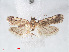  ( - RMNH.INS.548496)  @12 [ ] CreativeCommons - Attribution Non-Commercial Share-Alike (2012) Unspecified Naturalis, Biodiversity Centre