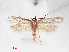  ( - RMNH.INS.548625)  @12 [ ] CreativeCommons - Attribution Non-Commercial Share-Alike (2012) Unspecified Naturalis, Biodiversity Centre
