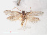  ( - RMNH.INS.548626)  @11 [ ] CreativeCommons - Attribution Non-Commercial Share-Alike (2012) Unspecified Naturalis, Biodiversity Centre