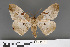  ( - RMNH.INS.539135)  @11 [ ] CreativeCommons - Attribution Non-Commercial Share-Alike (2013) Unspecified Naturalis, Biodiversity Centre