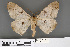  ( - RMNH.INS.539135)  @11 [ ] CreativeCommons - Attribution Non-Commercial Share-Alike (2013) Unspecified Naturalis, Biodiversity Centre