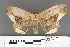  ( - RMNH.INS.539138)  @13 [ ] CreativeCommons - Attribution Non-Commercial Share-Alike (2013) Unspecified Naturalis, Biodiversity Centre