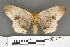  ( - RMNH.INS.539138)  @13 [ ] CreativeCommons - Attribution Non-Commercial Share-Alike (2013) Unspecified Naturalis, Biodiversity Centre