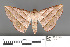  ( - RMNH.INS.539140)  @11 [ ] CreativeCommons - Attribution Non-Commercial Share-Alike (2013) Unspecified Naturalis, Biodiversity Centre