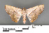  ( - RMNH.INS.539140)  @11 [ ] CreativeCommons - Attribution Non-Commercial Share-Alike (2013) Unspecified Naturalis, Biodiversity Centre
