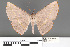  ( - RMNH.INS.539141)  @11 [ ] CreativeCommons - Attribution Non-Commercial Share-Alike (2013) Unspecified Naturalis, Biodiversity Centre