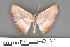  ( - RMNH.INS.539141)  @11 [ ] CreativeCommons - Attribution Non-Commercial Share-Alike (2013) Unspecified Naturalis, Biodiversity Centre