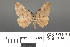  ( - RMNH.INS.539149)  @11 [ ] CreativeCommons - Attribution Non-Commercial Share-Alike (2013) Unspecified Naturalis, Biodiversity Centre