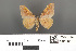  ( - RMNH.INS.539149)  @11 [ ] CreativeCommons - Attribution Non-Commercial Share-Alike (2013) Unspecified Naturalis, Biodiversity Centre