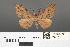 ( - RMNH.INS.539150)  @14 [ ] CreativeCommons - Attribution Non-Commercial Share-Alike (2013) Unspecified Naturalis, Biodiversity Centre