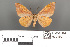  ( - RMNH.INS.539150)  @14 [ ] CreativeCommons - Attribution Non-Commercial Share-Alike (2013) Unspecified Naturalis, Biodiversity Centre