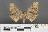  ( - RMNH.INS.539169)  @12 [ ] CreativeCommons - Attribution Non-Commercial Share-Alike (2013) Unspecified Naturalis, Biodiversity Centre