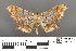  ( - RMNH.INS.539170)  @13 [ ] CreativeCommons - Attribution Non-Commercial Share-Alike (2013) Unspecified Naturalis, Biodiversity Centre