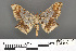  ( - RMNH.INS.539171)  @13 [ ] CreativeCommons - Attribution Non-Commercial Share-Alike (2013) Unspecified Naturalis, Biodiversity Centre