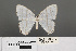  ( - RMNH.INS.539177)  @11 [ ] CreativeCommons - Attribution Non-Commercial Share-Alike (2013) Unspecified Naturalis, Biodiversity Centre