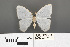  ( - RMNH.INS.539177)  @11 [ ] CreativeCommons - Attribution Non-Commercial Share-Alike (2013) Unspecified Naturalis, Biodiversity Centre