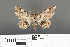  ( - RMNH.INS.539190)  @11 [ ] CreativeCommons - Attribution Non-Commercial Share-Alike (2013) Unspecified Naturalis, Biodiversity Centre