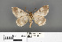  ( - RMNH.INS.539190)  @11 [ ] CreativeCommons - Attribution Non-Commercial Share-Alike (2013) Unspecified Naturalis, Biodiversity Centre